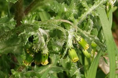 Senecio vulgaris