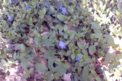 <i>Vinca minor</i>