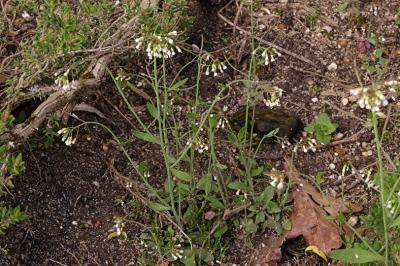<i>Arabidopsis thaliana</i>