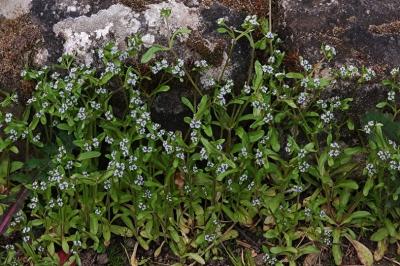 <i>Valerianella locusta</i>