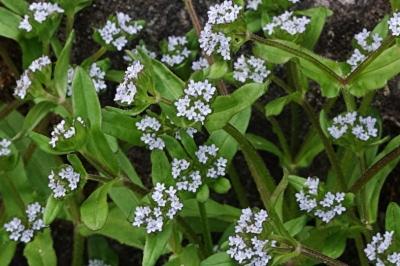<i>Valerianella locusta</i>