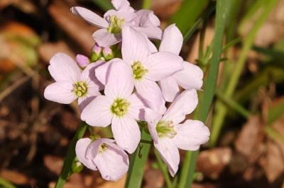 <i>Cardamine pratensis</i>
