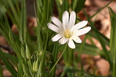 <i>Rabelera holostea</i>