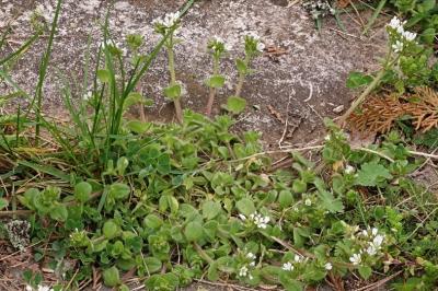 <i>Cerastium glomeratum</i>