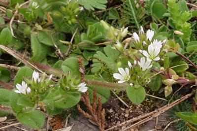 <i>Cerastium glomeratum</i>