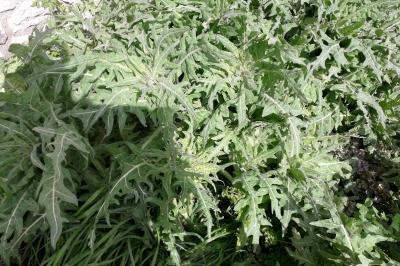 <i>Hyoscyamus niger</i>