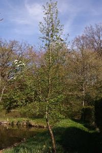 <i>Pyrus communis subsp. pyraster</i>