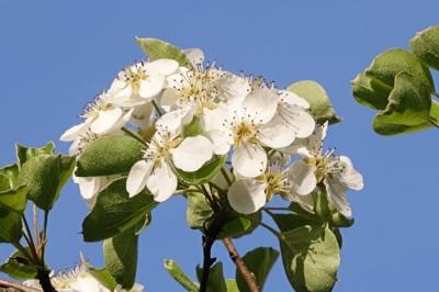 <i>Pyrus communis subsp. pyraster</i>