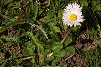 <i>Bellis perennis</i>
