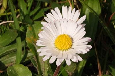 <i>Bellis perennis</i>