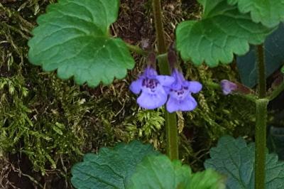 <i>Glechoma hederacea</i>