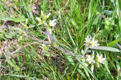 <i>Cerastium</i>