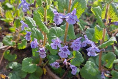 <i>Glechoma hederacea</i>