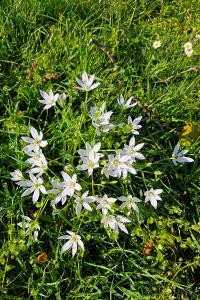 <i>Ornithogalum</i>