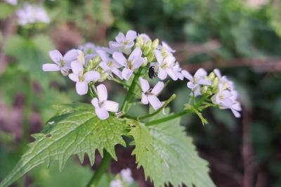 <i>Alliaria petiolata</i>