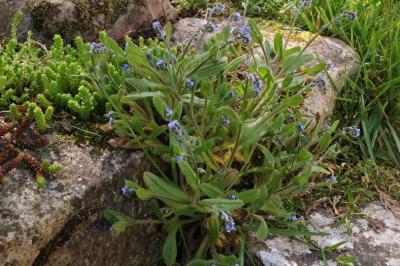 <i>Myosotis ramosissima</i>