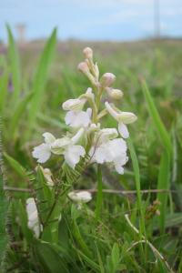 <i>Anacamptis morio</i>