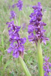 <i>Anacamptis morio</i>