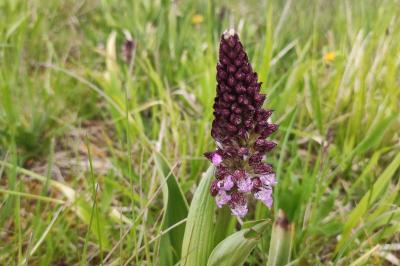 <i>Orchis purpurea</i>
