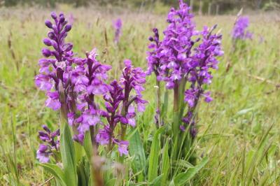 <i>Anacamptis morio</i>