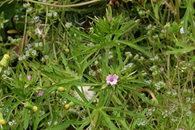 <i>Geranium dissectum</i>