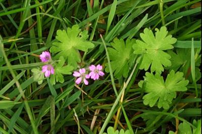 <i>Geranium molle</i>