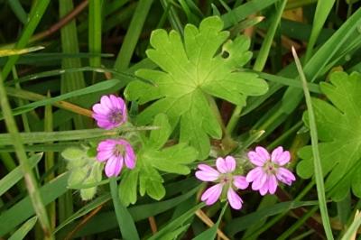 <i>Geranium molle</i>