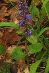 <i>Ajuga reptans</i>