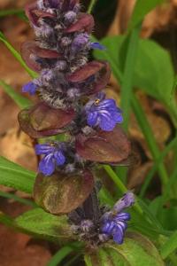 <i>Ajuga reptans</i>