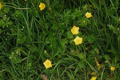 <i>Ranunculus acris</i>