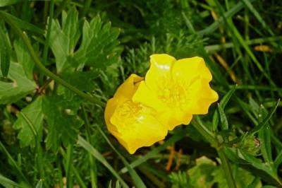 <i>Ranunculus acris</i>