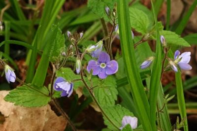 <i>Veronica chamaedrys</i>