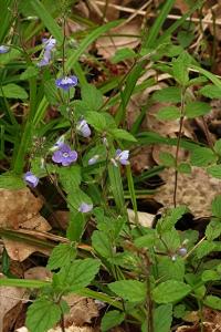 <i>Veronica chamaedrys</i>