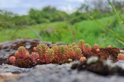 <i>Sedum sexangulare</i>
