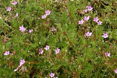 <i>Erodium cicutarium</i>