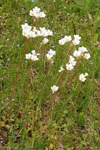 <i>Saxifraga granulata</i>