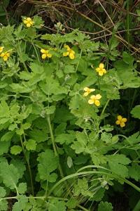 <i>Chelidonium majus</i>