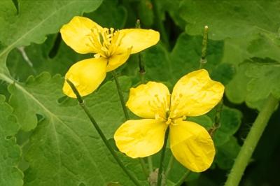 <i>Chelidonium majus</i>