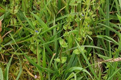 <i>Veronica arvensis</i>