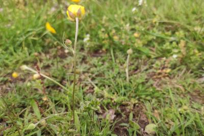 <i>Ranunculus paludosus</i>