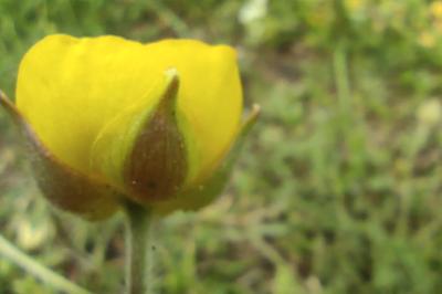 <i>Ranunculus paludosus</i>
