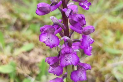 <i>Anacamptis morio</i>