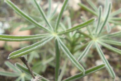 <i>Lupinus angustifolius</i>