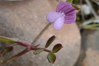 <i>Vicia lathyroides</i>