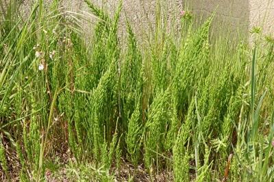<i>Equisetum arvense</i>