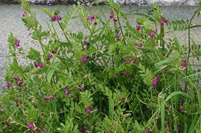 <i>Vicia segetalis</i>