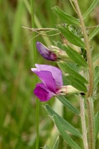 <i>Vicia segetalis</i>