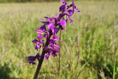 <i>Anacamptis morio</i>