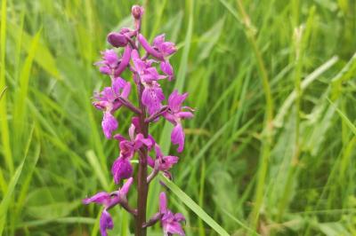 <i>Orchis mascula</i>