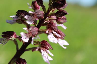 <i>Orchis purpurea</i>